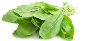 Macris Medicinal - Seminte de Macris - Planta Aromatica si Medicinala, 1000 seminte, Opal